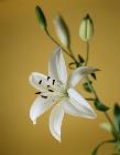 Orchid